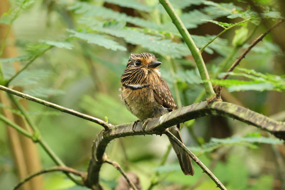 Crescent-chested Puffbird